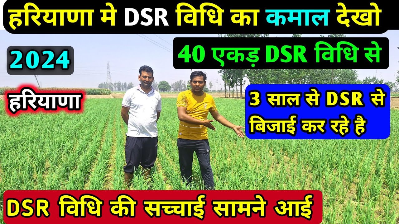 धान की सीधी बिजाई || Direct seed rice crop | DSR से धान की बिजाई || DSR विधि से धान की खेती   | dsr