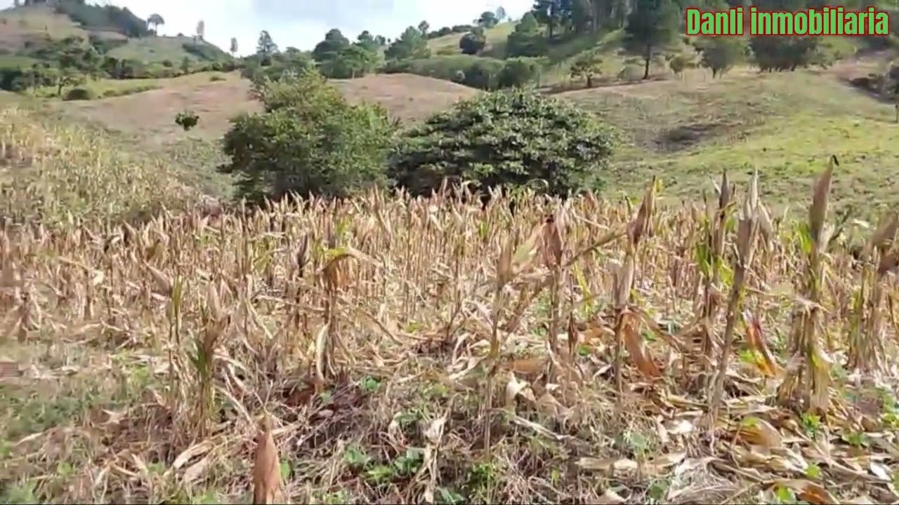 Se vende 46 manznas en danli el paraiso