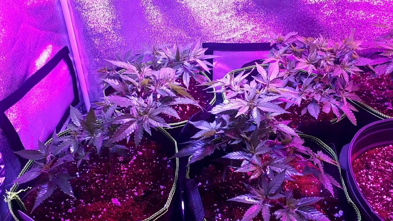 Week 4 veg permafrost- goliath strain