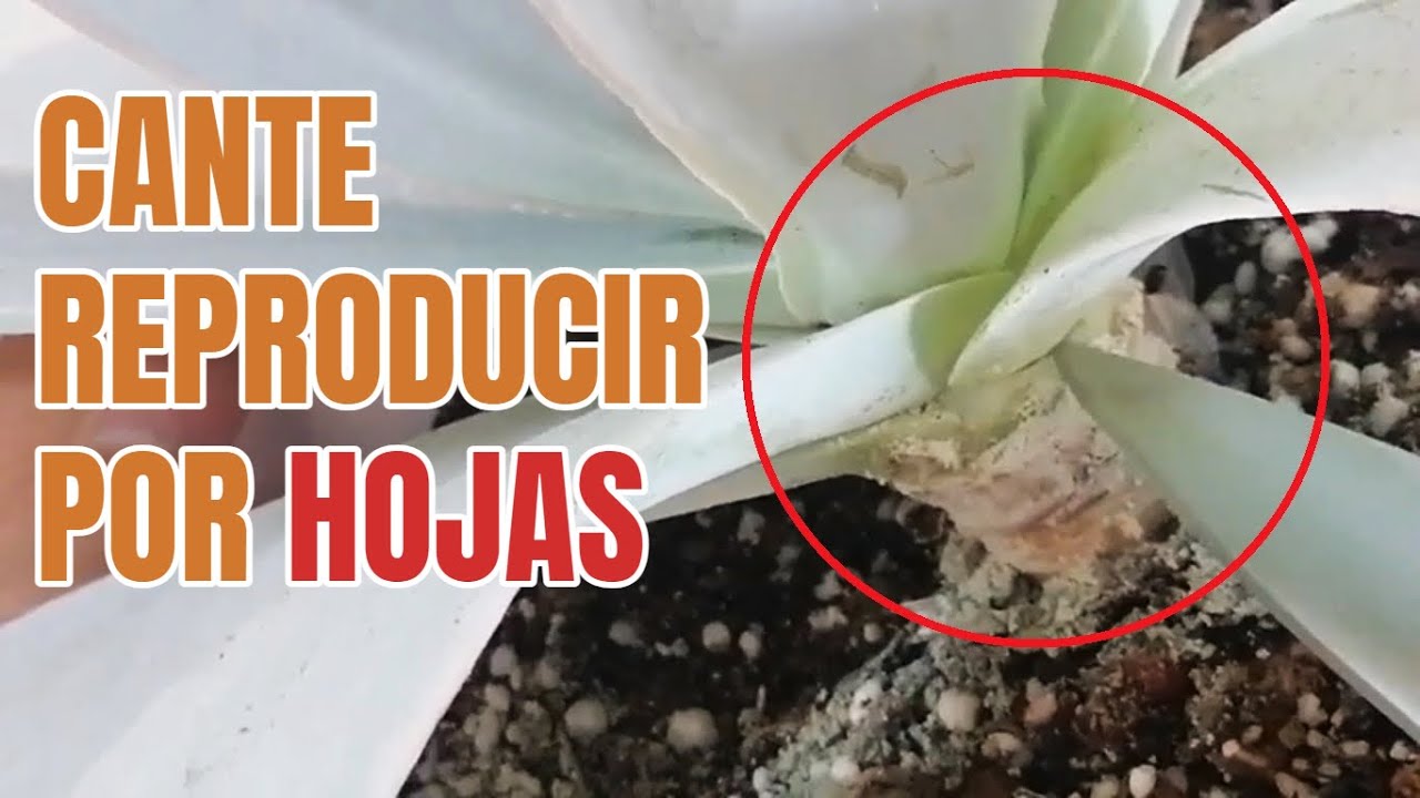 suculentas echeverria  cante reproduccion por hoja donsuculento