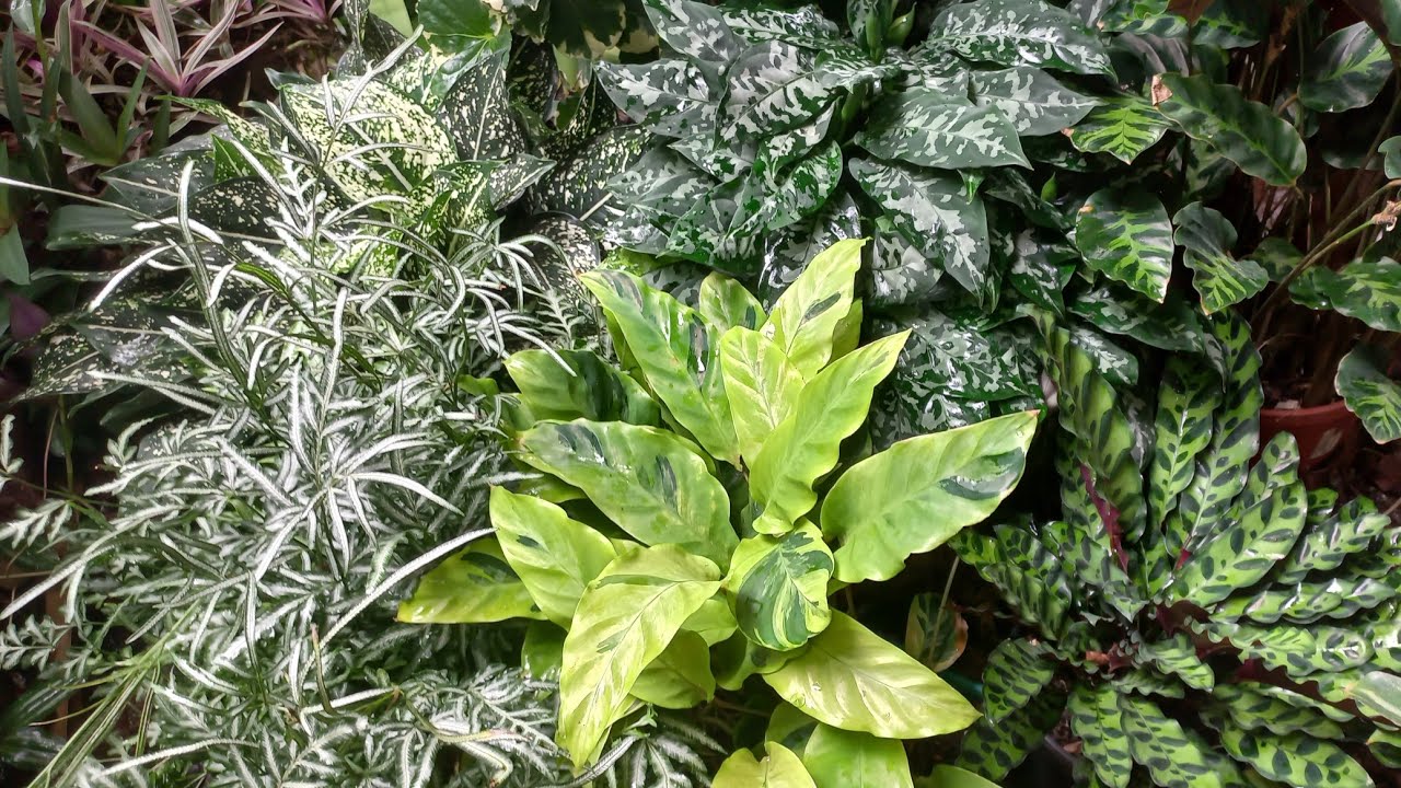 16 PLANTAS  de sombra que enche o vaso rápido + dicas de substrato. 
