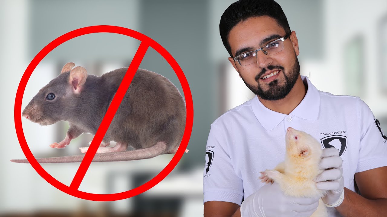 Intervention de furet afin de lutter contre les rats
