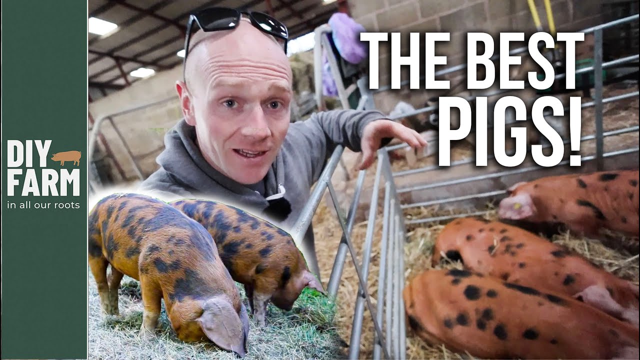 СВИНЕЙ БОЛЬШЕ НЕТ?!! - Определённо наша любимая порода! 🐷