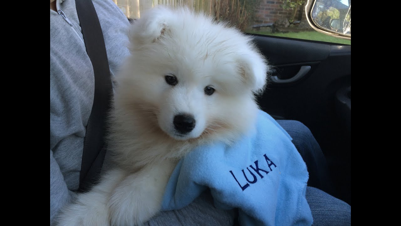 Bringing our samoyed Luka home :)
