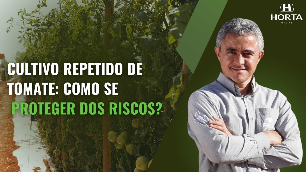 CULTIVO REPETIDO DE TOMATE: COMO SE PROTEGER DOS RISCOS?