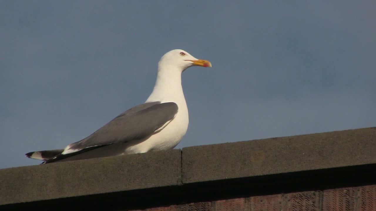 Two rooftop 'Gulls' consider what to do next