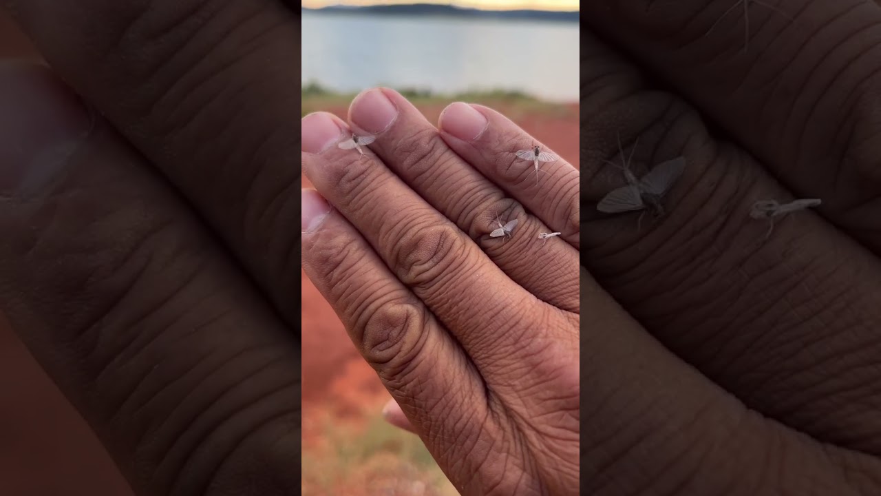 Cool Mayflies Looking Like Angles!!!  Awesome Insects: #fishing #shorts #insects