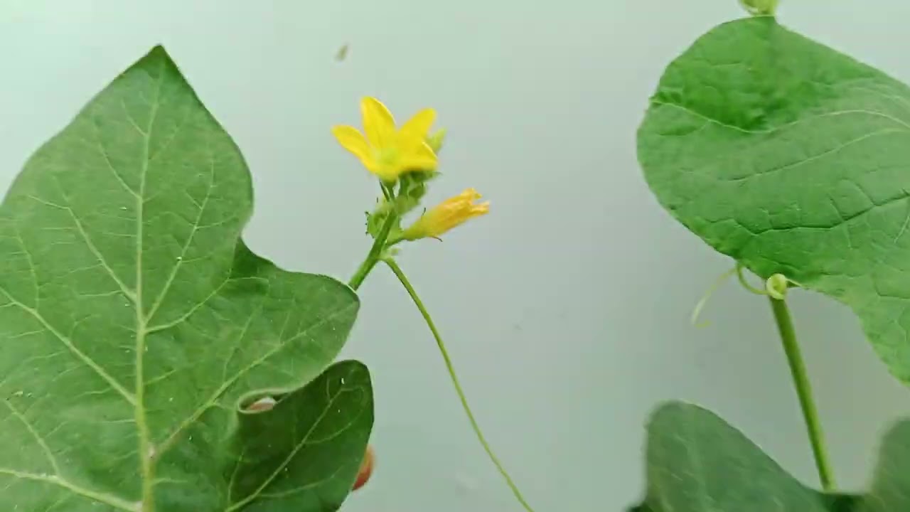 Planted a musk melon plant for the first time by Suman Education Hub