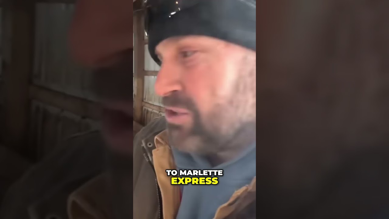 Ворчливый помесный бык выставлен на продажу к праздникам! 