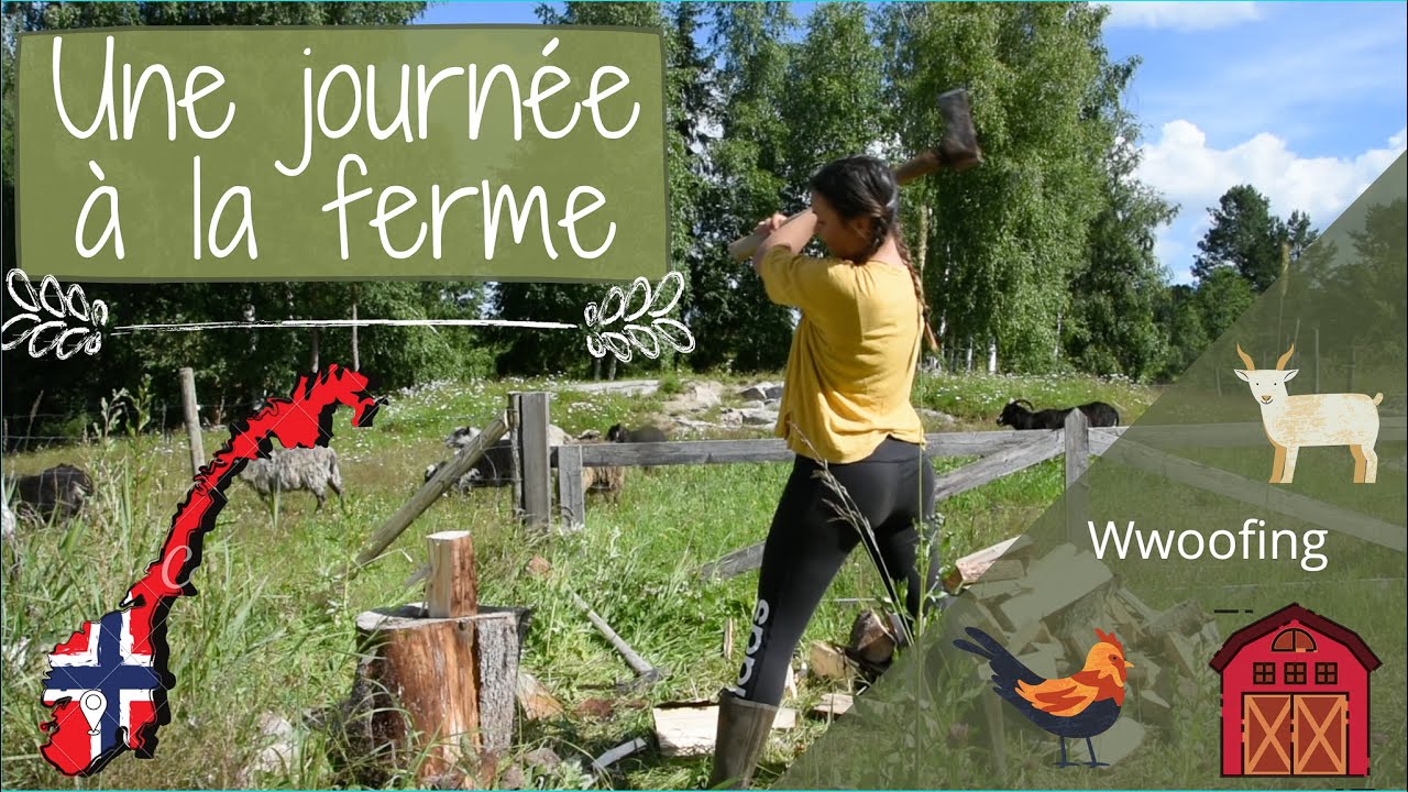 Une journée à la ferme - Wwoofing Norvège