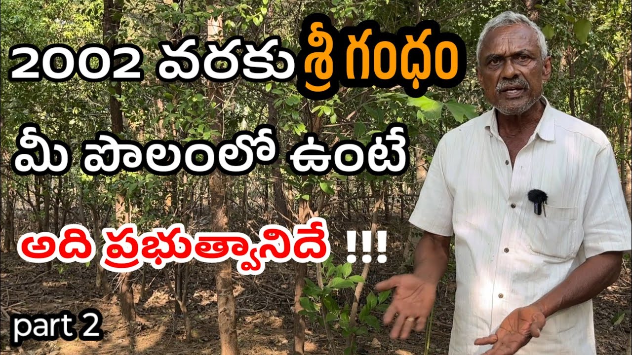  శ్రీగంధం సాగు | sandalwood Farming | srigandham sagu telugu | sri gandham framing | 97007 14015