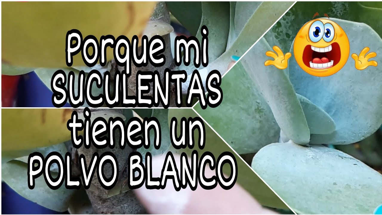 🙈🙈🙈QUE ES  ESE POLVO BLANCO EN MIS SUCULENTAS,  ES UNA ENFERMEDAD ????????????????????????????🙀🙀🙀🙀