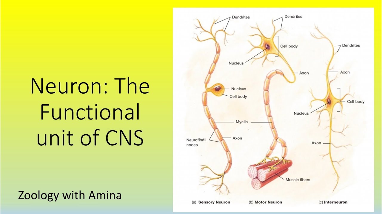 Neuron | Structure and types of neuron | Myelin sheath and schwan cells
