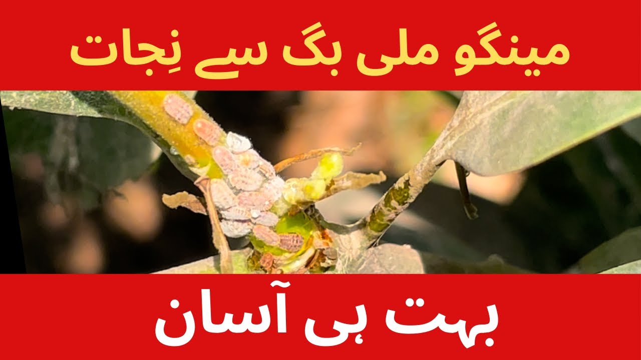 Winning the Fight Against Mealybugs: Essential Tips for Mango Growers