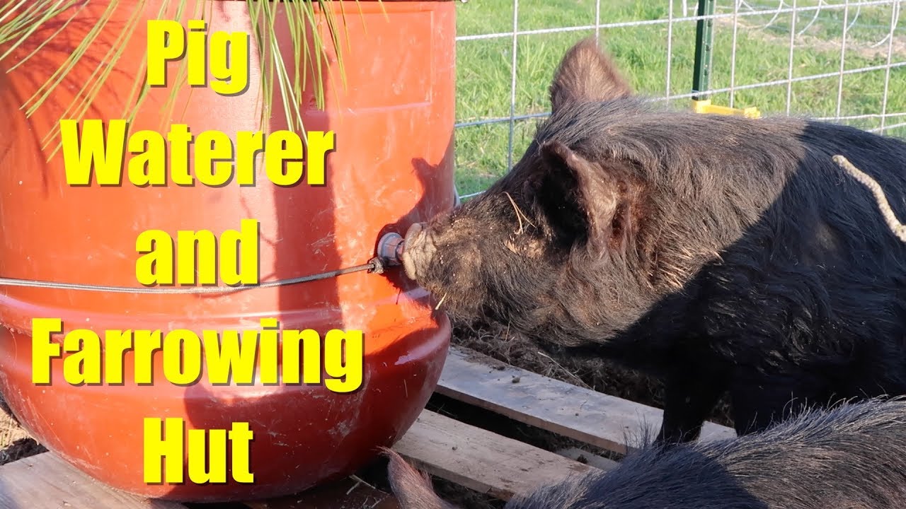 Pig Waterer and Farrowing Hut