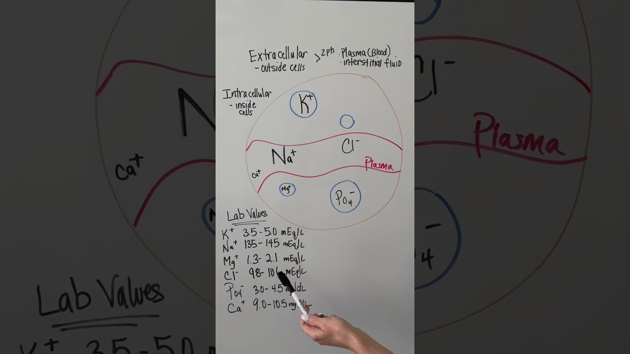 ￼ Fluid and electrolytes #nursing #bsn #futurenurse #electrolytes#nursingnotes#nursingstudent