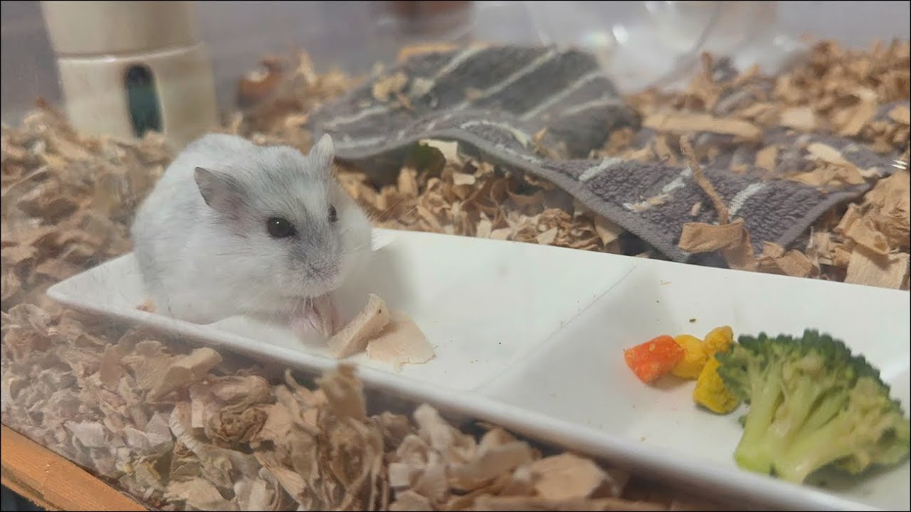 【ハムスター】小屋で寝ているジャンガリアンハムスター【4K】Djungarian hamster sleeping in a hut