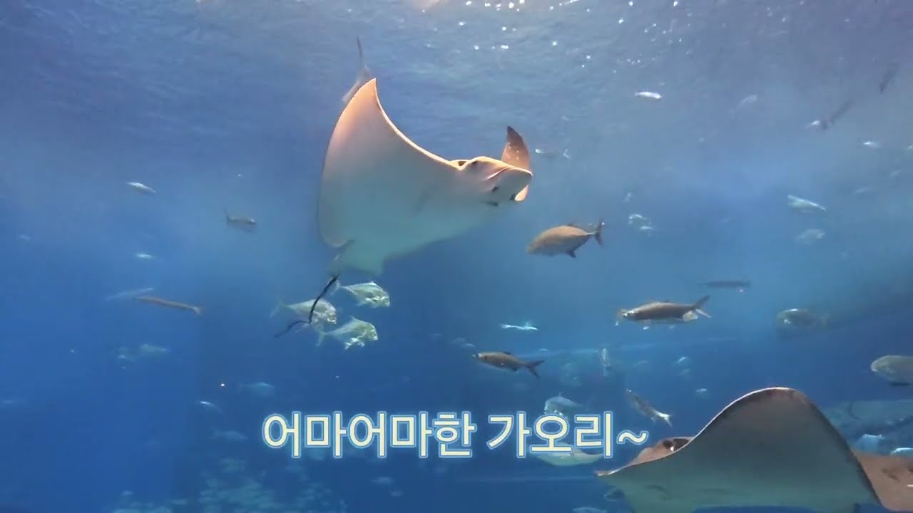 25년 예봉회 일본 오키나와 나드리(2편)