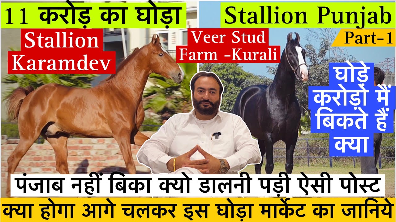 देखिए गैरी भाई के फार्म के  2 बेहतरीन और नामी घोड़े कर्मदेव ओर पंजाब !