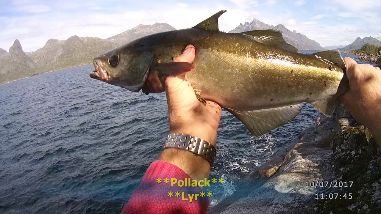 Angeln in Digermulen Raftsund Lofoten 2018