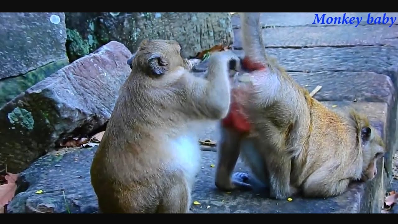 Cute Baby Monkey -  Monkey Videos compilation 2020 #1