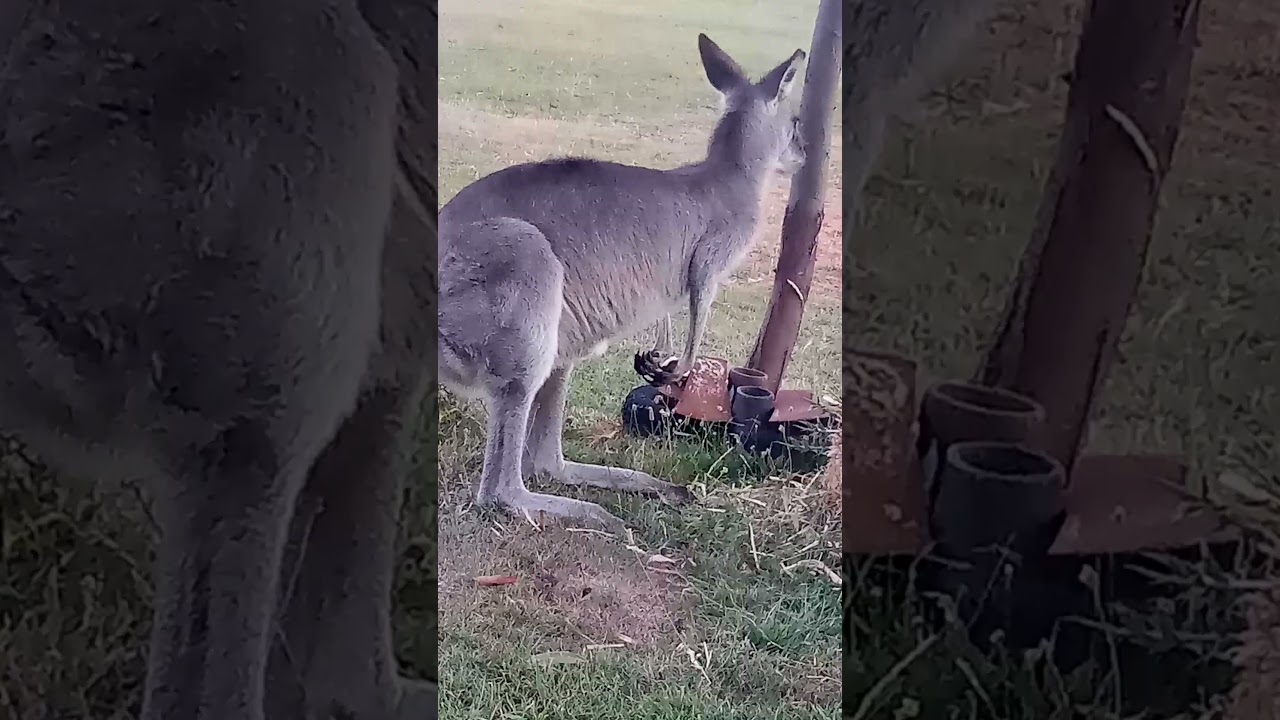 Roo eats garden hay.