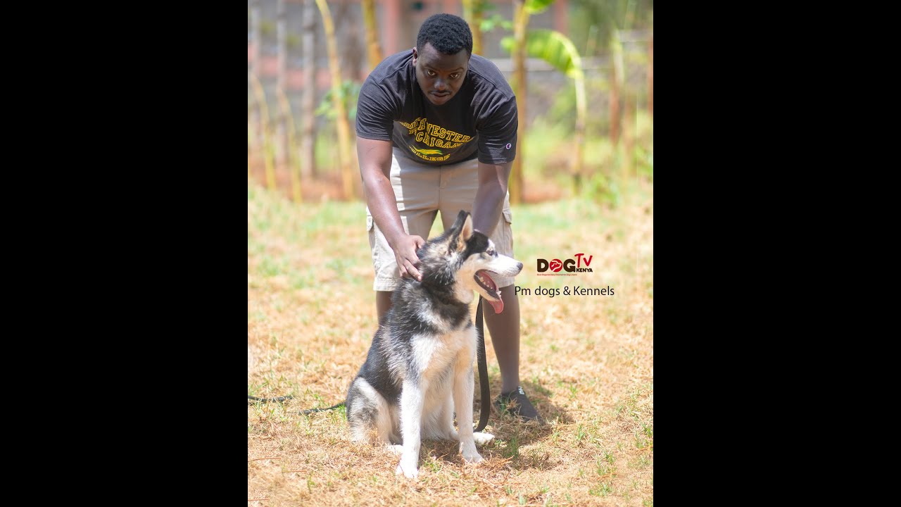 WHY My love for the Siberian Husky dogs is unstoppable,  Phillip a dog lover.(Dog Tv Kenya eps 37)