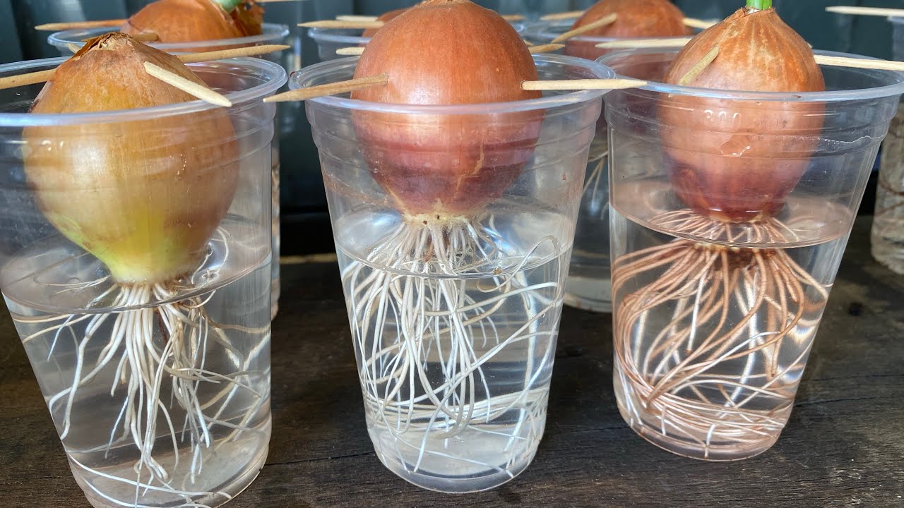 Como cultivar cebola em casa no copo de água