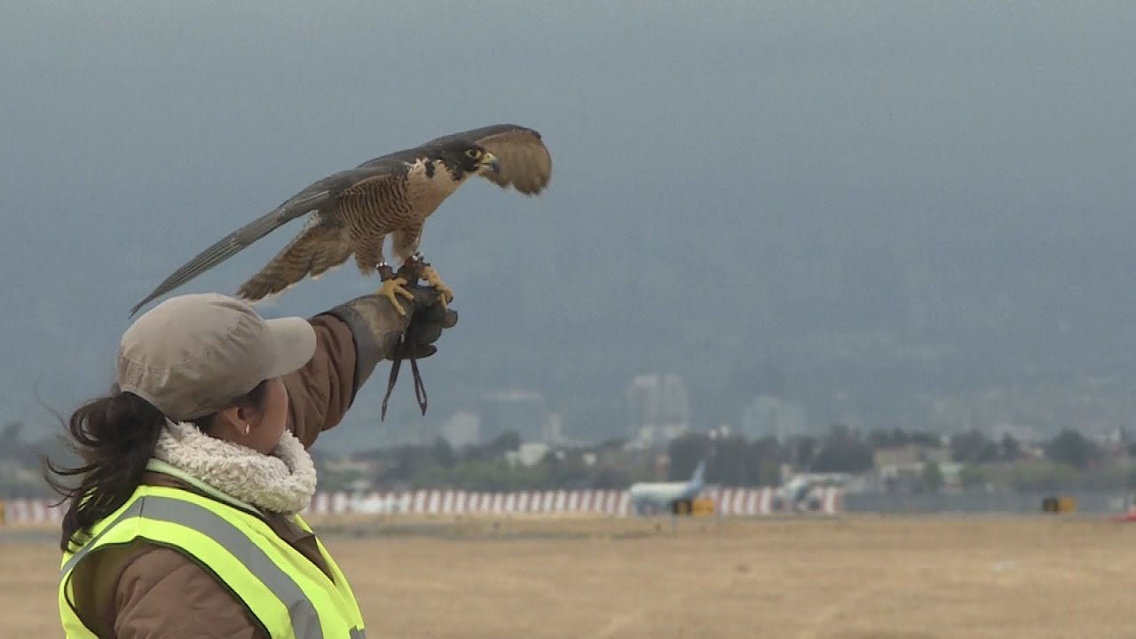 Falcons protect bird strikes at airport in Mexico City
