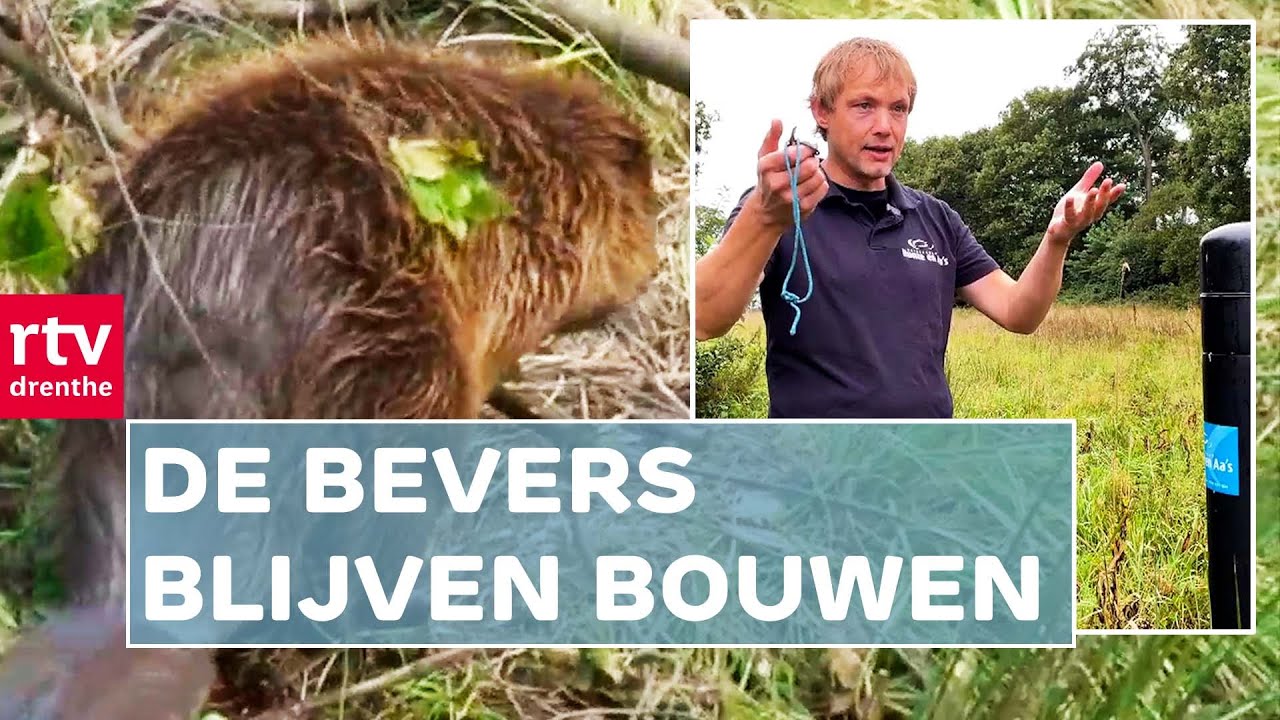 Bevers bouwen dam in het Gasterensche Diep | Roeg! | RTV Drenthe