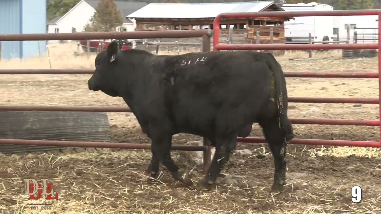 Skyline Angus Lot 9