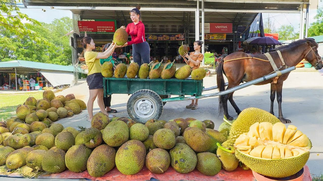 Harvest Lots of Jackfruit, Use Horse Cart Go to Market Sell - Farm Life