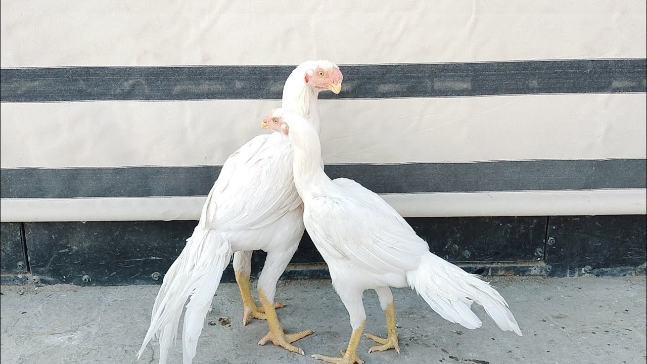 fancy chicken|fancy chicken breeds|chicken|@NisarAhmadTV