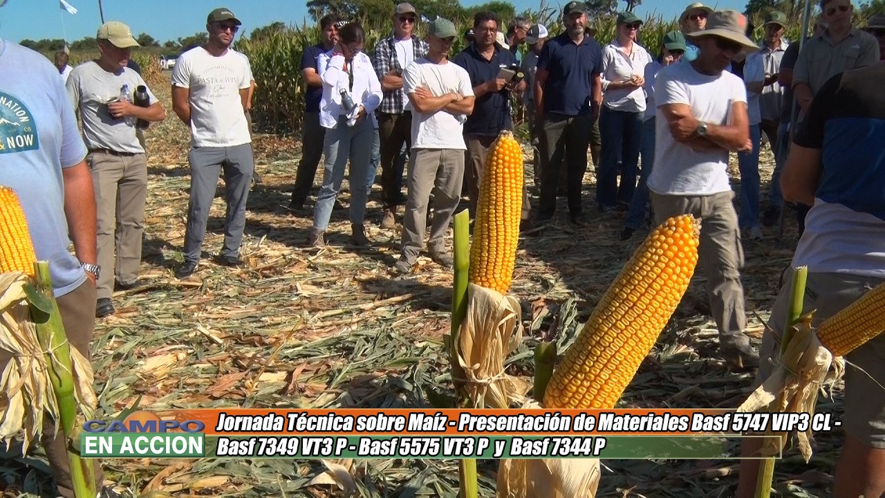 Presentación de materiales de maíz del Semillero Basf -  Javier Di Matteo y Leandro Regueira