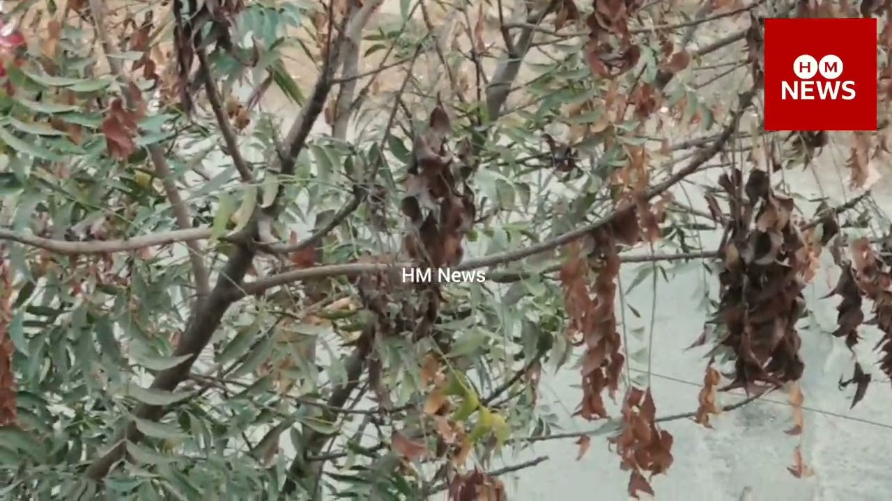 NEEM TREE /Dieback, Disease Attack On /Neem Tree /Hyderabad /By -ILYAS