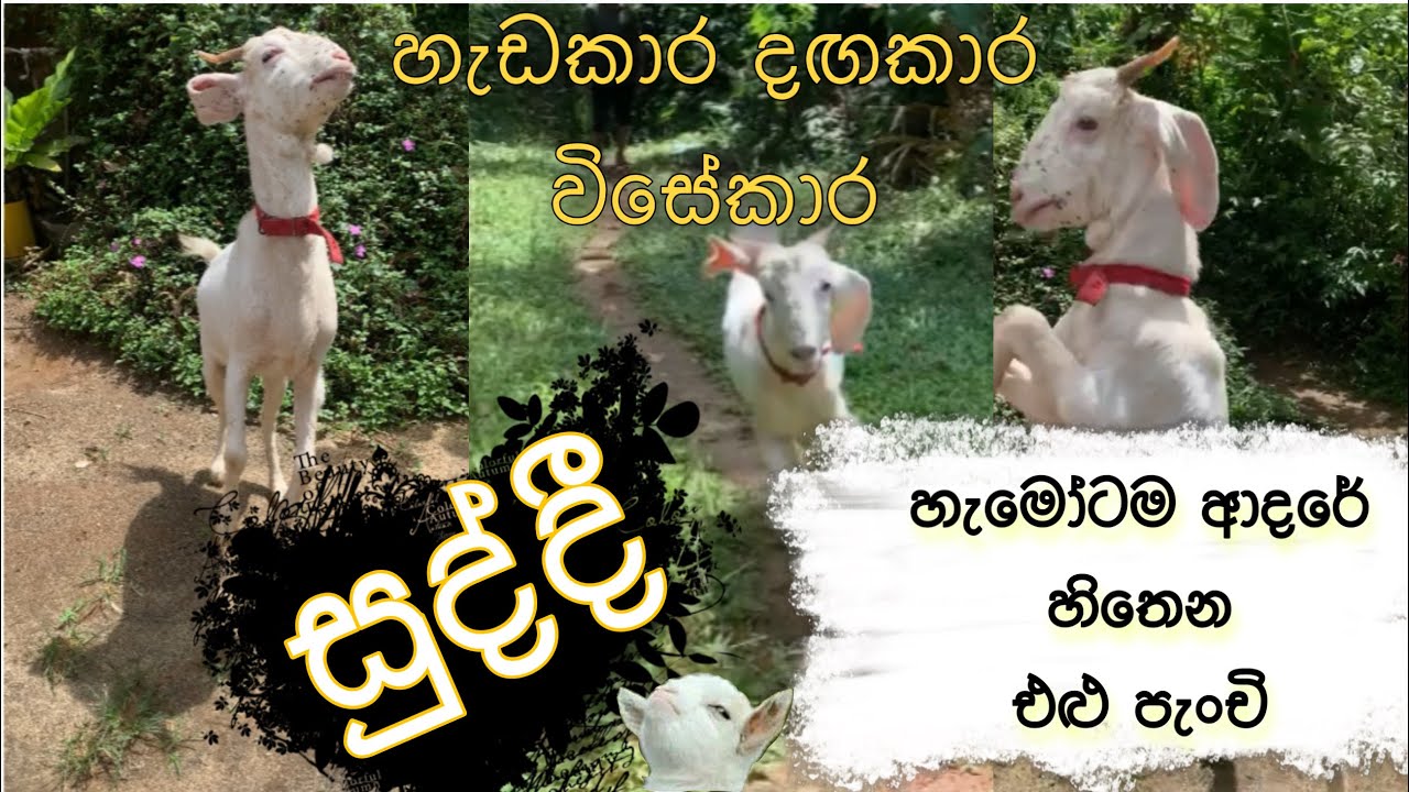 දඟකාර විසේකාර සුද්දි 😂🐐♥️ #pets #goat #goatcare #funnyanimals #funnyvideo #animals #hilarious