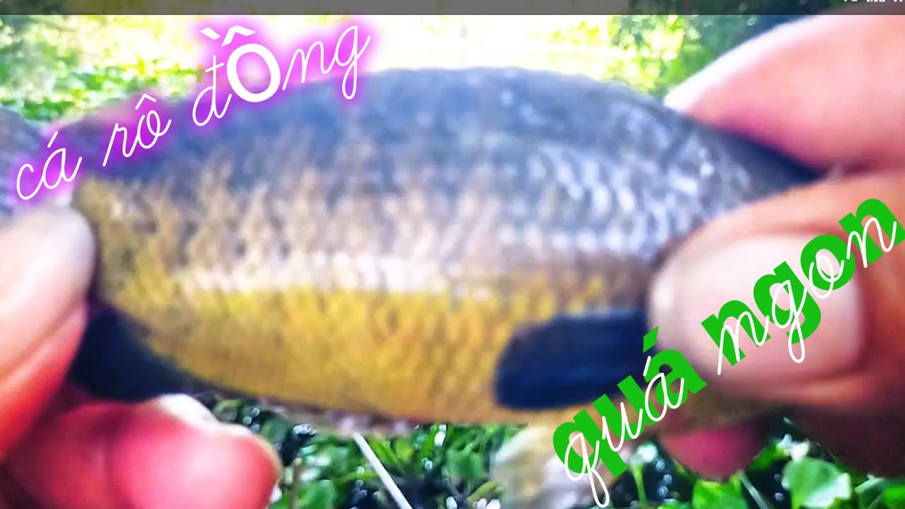 Sông Cầu đá hàng quá trời cá ngon