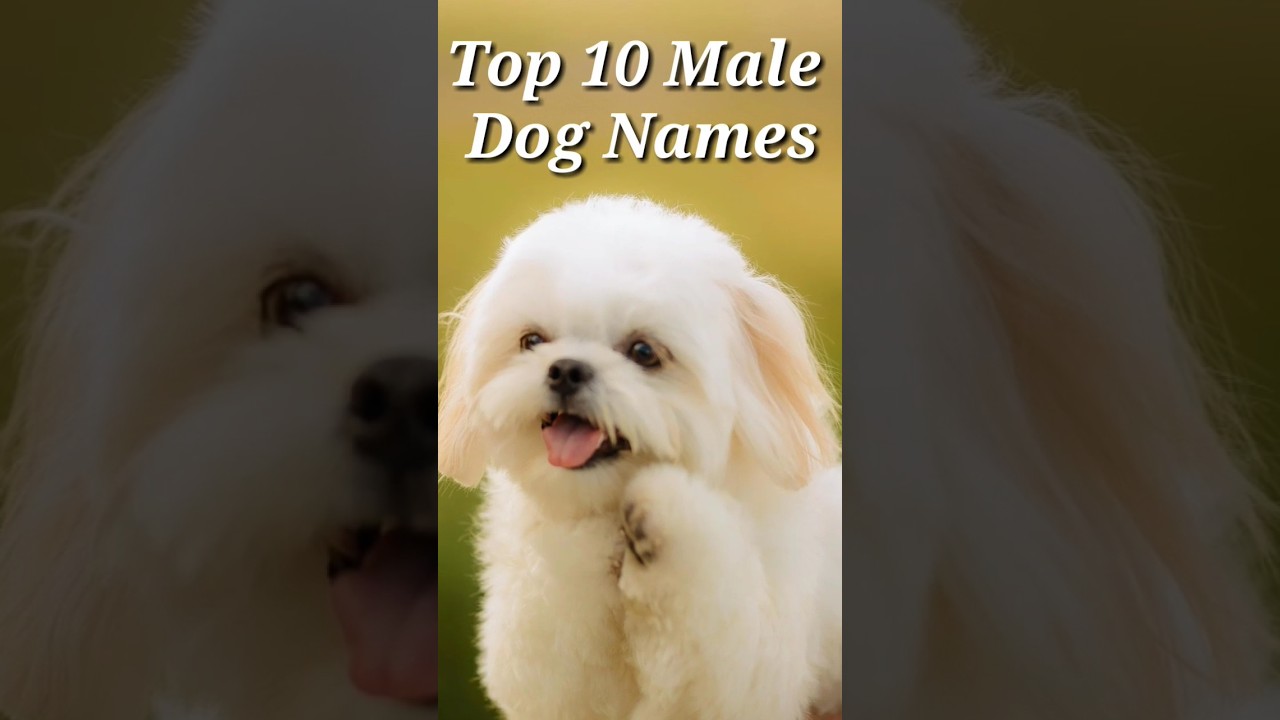 Top 10 Male Dog Names 