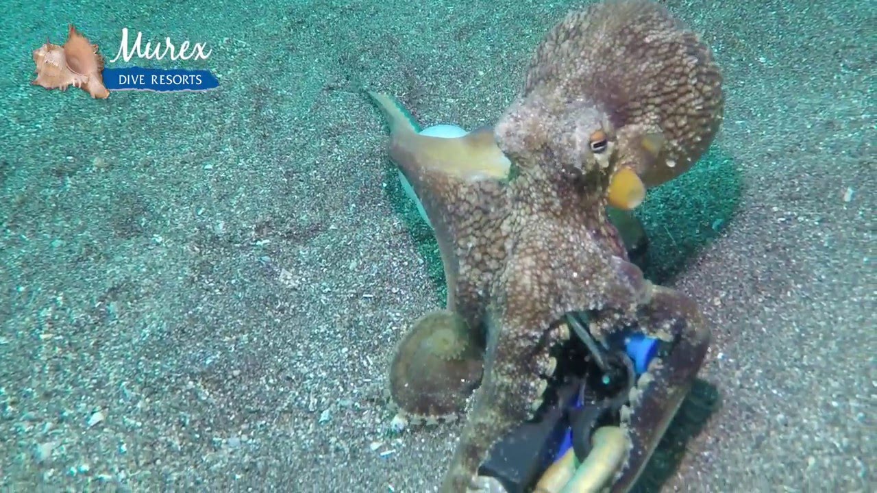 The Coconut Octopus - Amphioctopus marginatus with Murex Dive Resorts