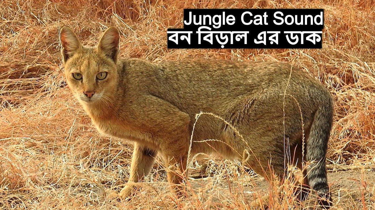 বনবিড়ালের ডাক | Bon Biraler Dak | Jungle Cat Sound | जंगली बिल्ली की आवाज़ | Wild Cat @wildindiamit​
