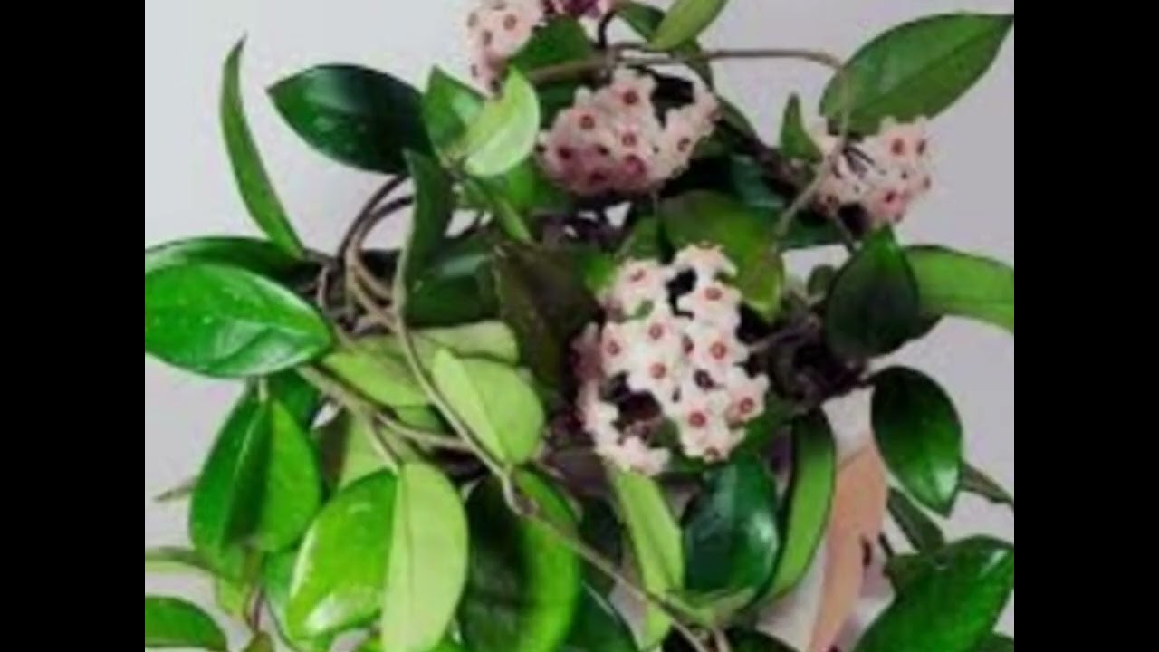 Floarea de ceară
