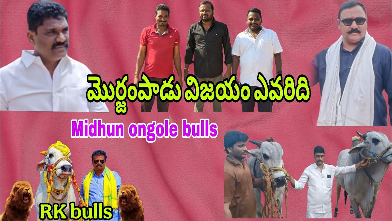 మొర్జంపాడు సీనియర్ విభాగానికి వచ్చిన 5 టాప్ కంపెనీల గిత్తలు వివరాలు