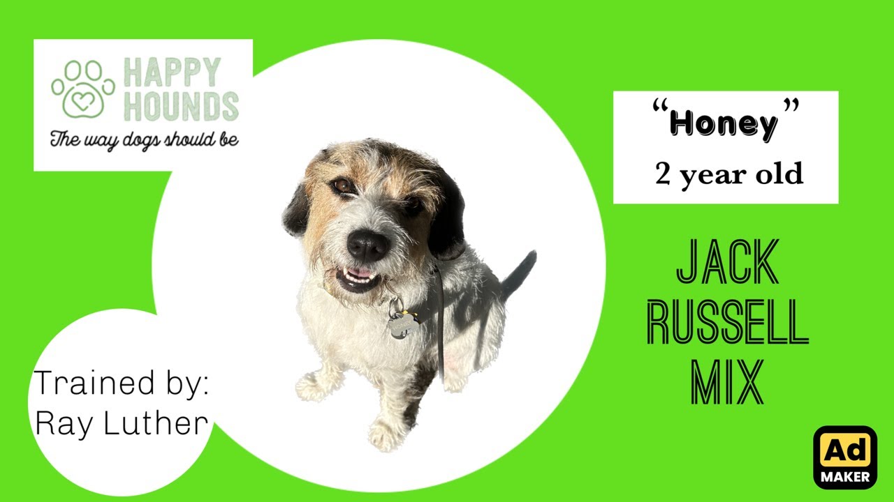 Jack Russell Mix "HONEY" | Small Dog Obedience Training | Ecollar Training in Maine | Public Access
