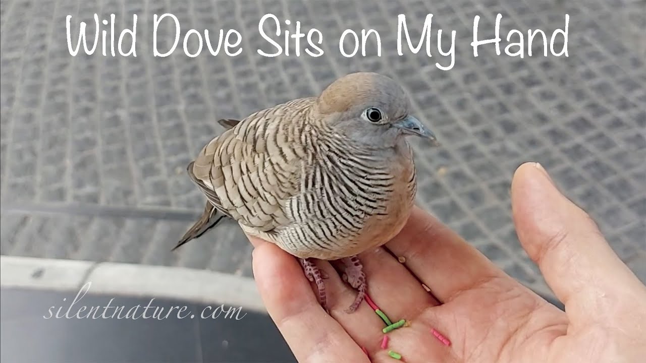 How to Get a Wild Bird to Sit in Your Hand, Bird Whisperer