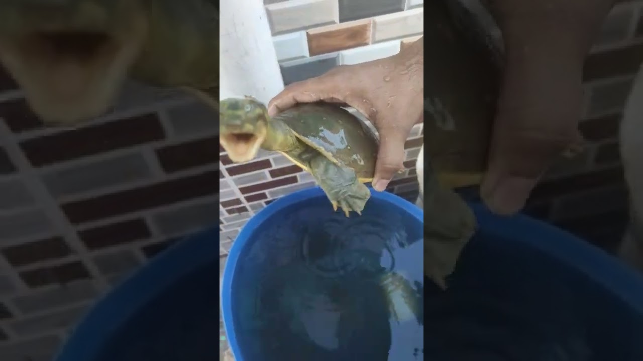 desi indian turtle in home desi kachua
