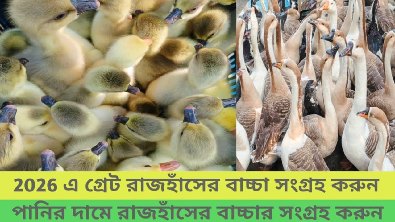 পানির দামে রাজহাঁসের বাচ্চা সংগ্রহ করুন# সাশ্রয় মূল্যে রাজহাঁসের বাচ্চা#01799855107 #birds 