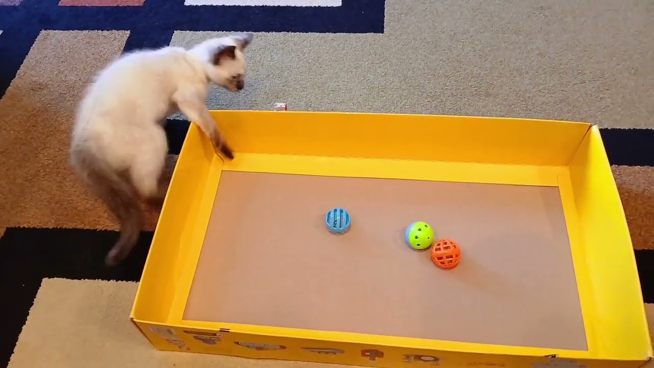 😺 The Best Toys for Cat & Kitten are Box from LEGO 😺 You don't have to look for balls everywhere 👍
