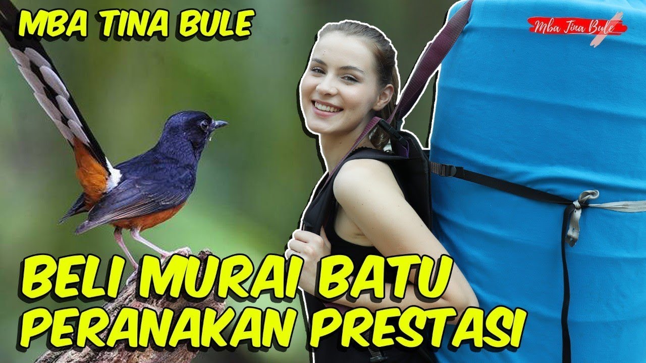 Bule beli MURAI BATU Peranakan Juara buat kontes