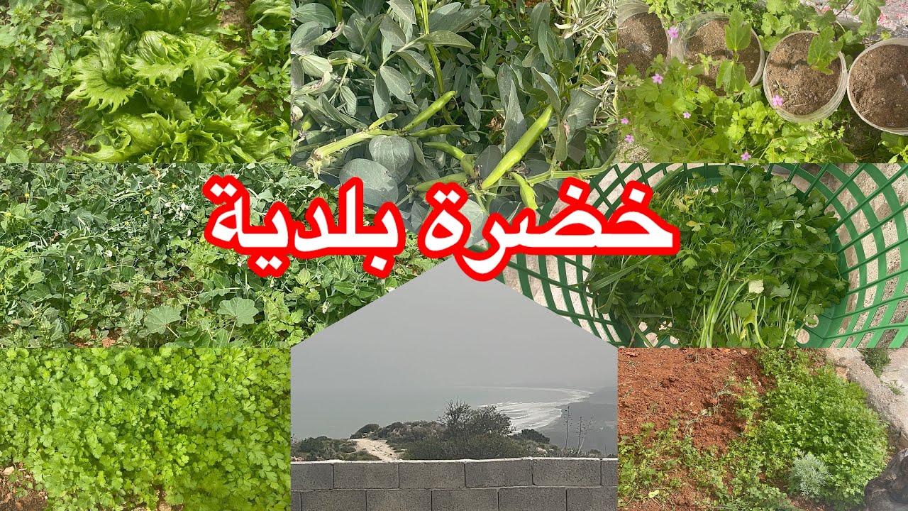 خضرة طبيعية وبلدية😍جولة كاملة فالجنان ديالي❤️في اجدير
