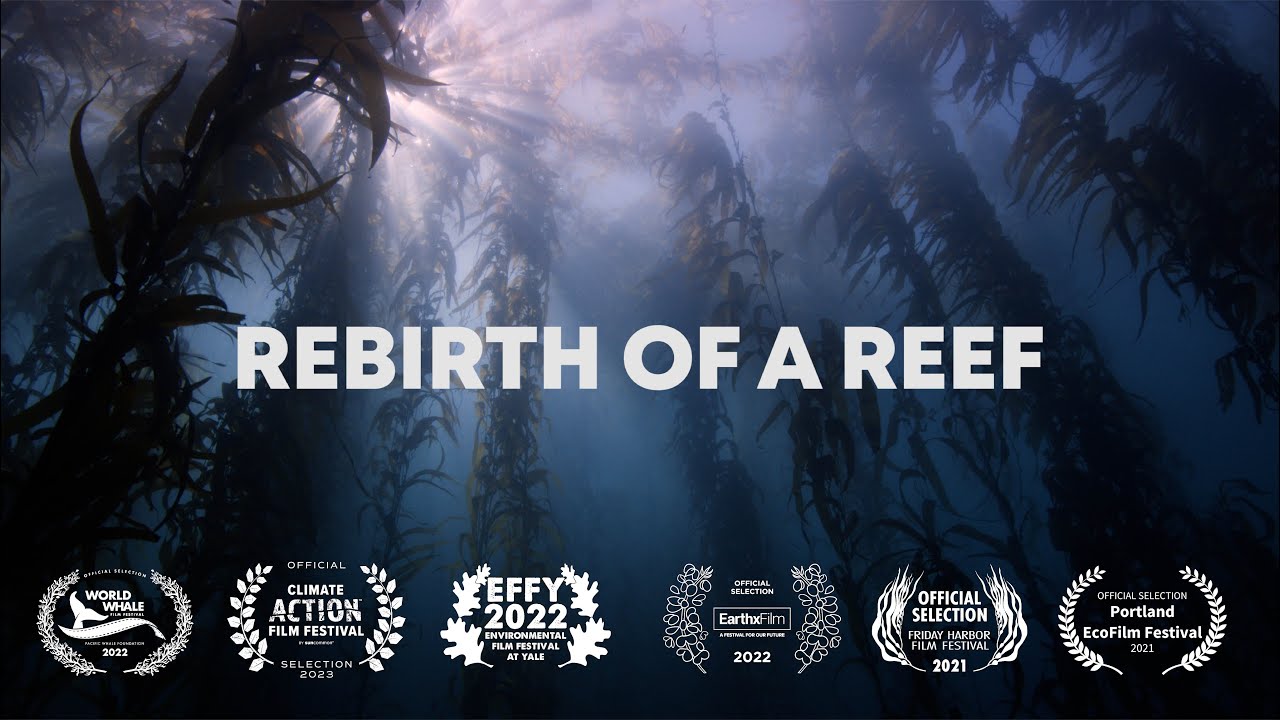 (2022 Update!) Rebirth of a Reef: Palos Verdes Reef Restoration Project [18 Months Later]